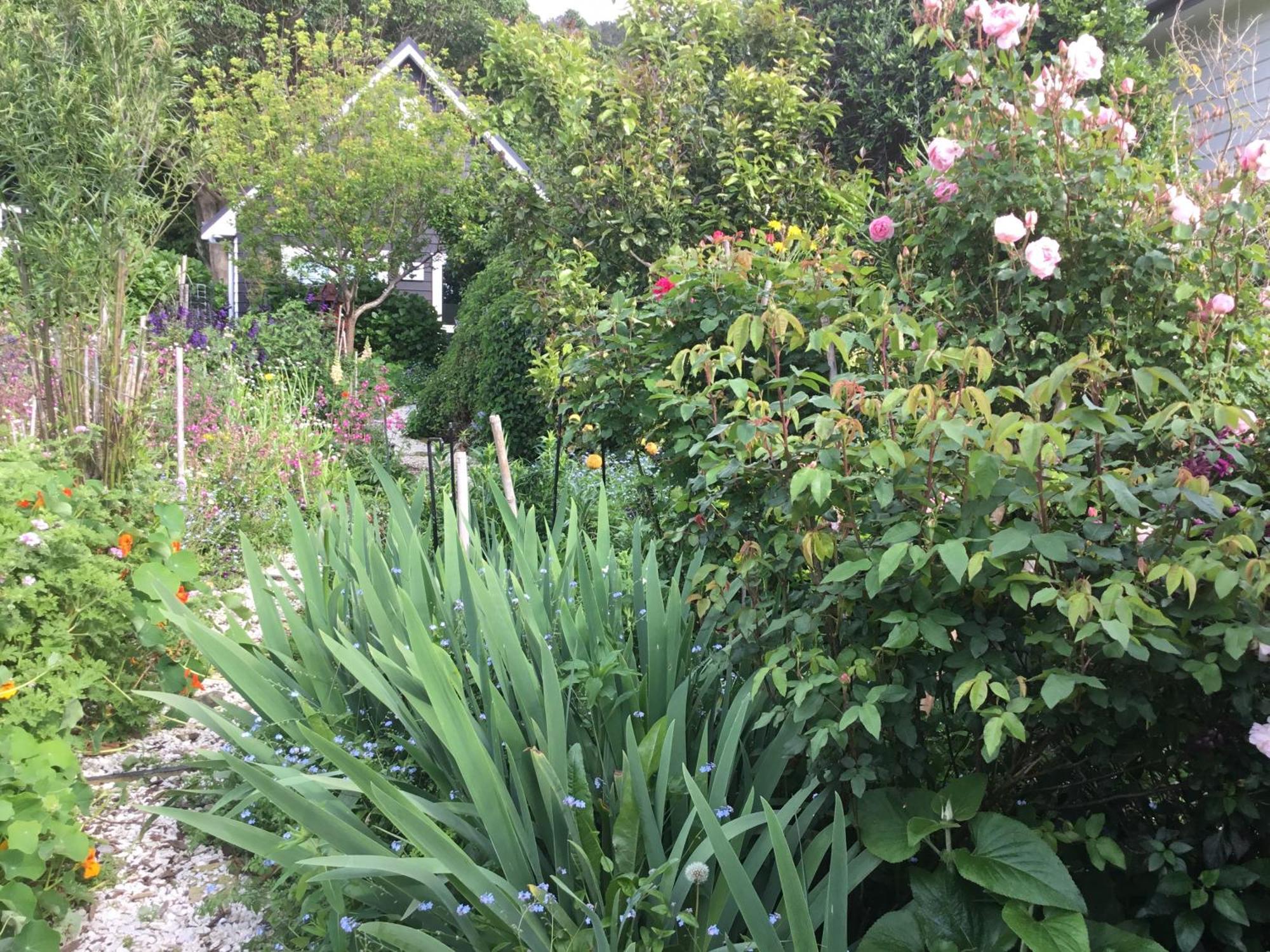 Kereru Hahei